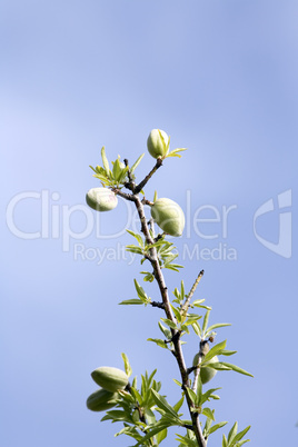 Almonds growing on the tree