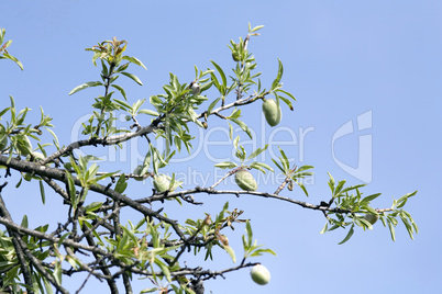 Almonds growing on a tree