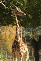 Giraffe at the Henry Doorly Zoo