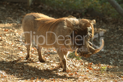 Phacochoerus aethiopicus, warthog