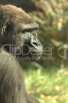 Portrait of a male silver back gori