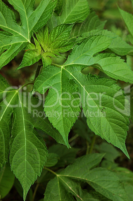 Ragweed Leaf