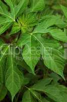 Ragweed Leaf