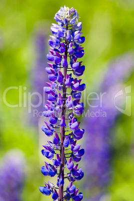 Lupine flower