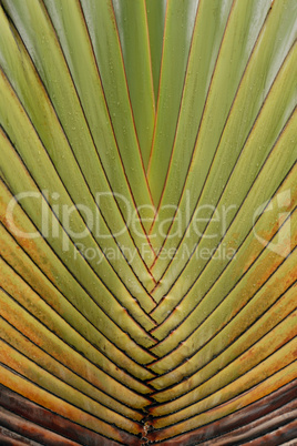 Abstract Detail of a Palm Tree