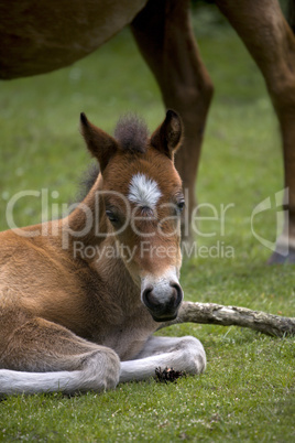 Foal