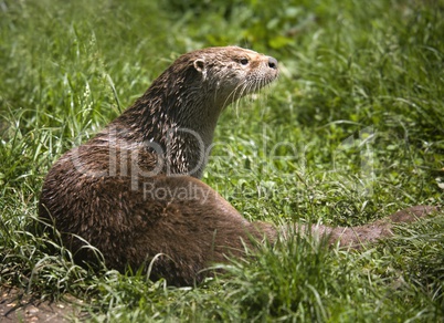 Otter