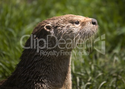 Otter