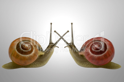 Two dancing Snails