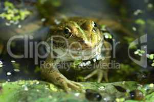 Water frog