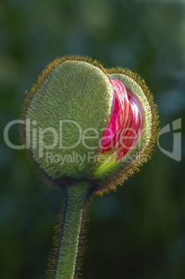 Opening bud of a poppy flower
