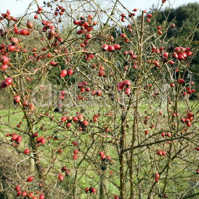 Rose Hips