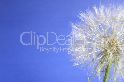 Goat's Beard seedhead