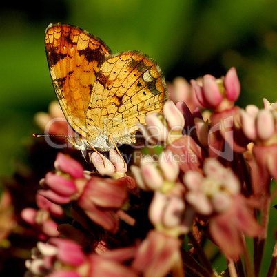 Butterfly on Milkweed