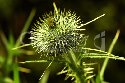 Bull Thistle Wildflower