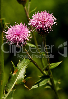 Canada Thistle Wildflowers