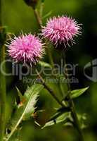 Canada Thistle Wildflowers