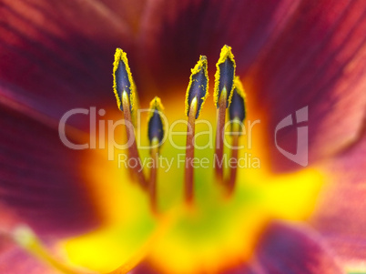 Day Lily, Up Close