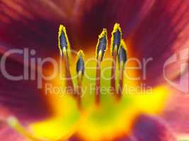 Day Lily, Up Close
