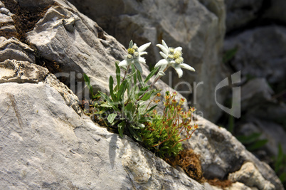 Edelweiss