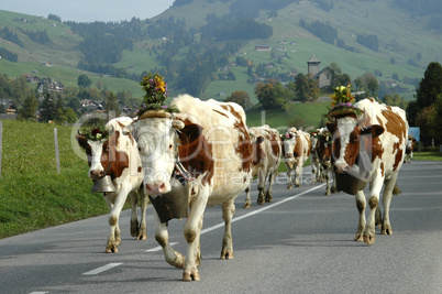 Cattle on the march Switzerland