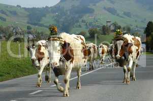 Cattle on the march Switzerland