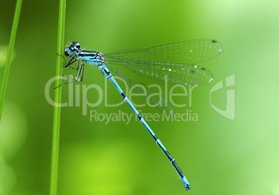 Blue-tailed Damselfly