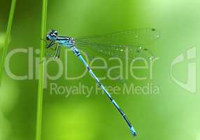 Blue-tailed Damselfly