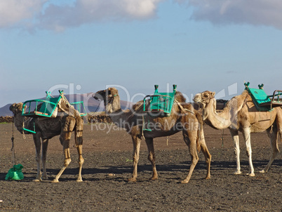 Camels waiting for a Tourists