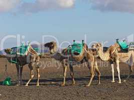 Camels waiting for a Tourists