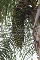 Oil palm