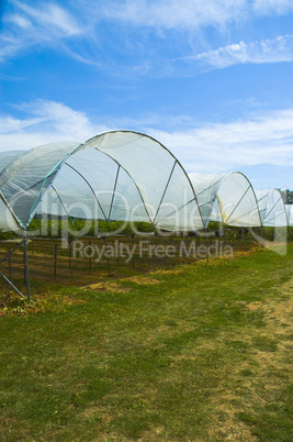 Strawberry Farm tunnel