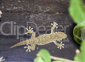 Gecko, Spain,