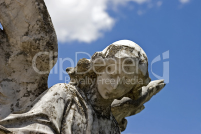 Angel wings moss sky clouds horiz