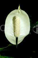 Spathiphyllum, Peace Lily Flower