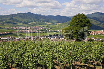 Vineyards and villages in Alsace Fr