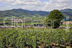 Vineyards and villages in Alsace Fr