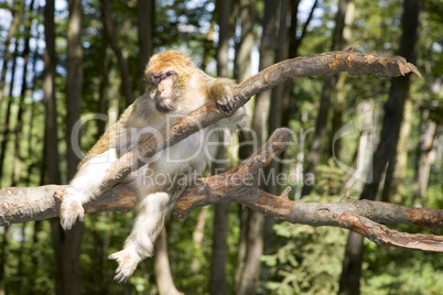 Barbary Macaque monkey