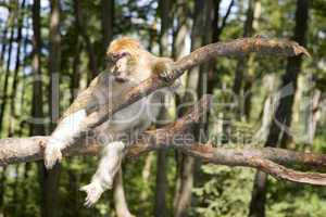 Barbary Macaque monkey