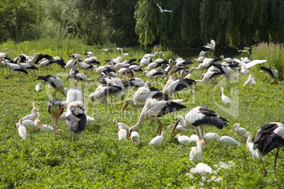 Many Storkes