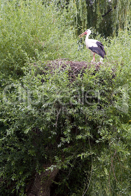 White Stork