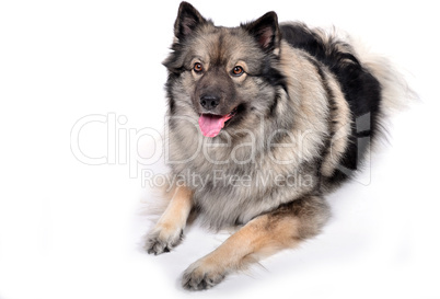 Hund Portrait