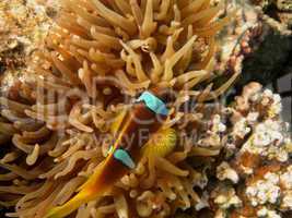 anemonenfisch liegt