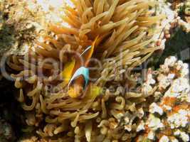 anemonenfisch schaut