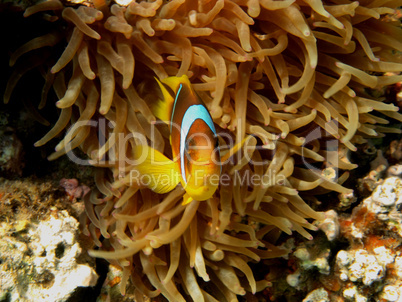 anemonenfisch schaut