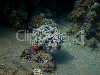 schoene koralle