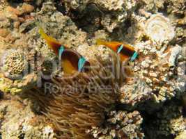 zwei anemonenfische von oben