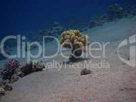 gelbe koralle