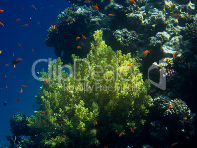 grosse gelbe koralle