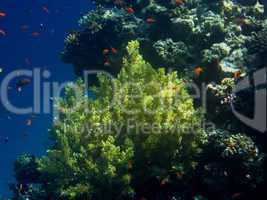grosse gelbe koralle